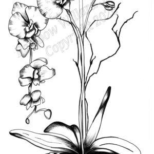Black & White Orchid Print