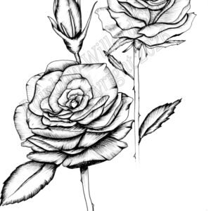 Black & White Roses Print