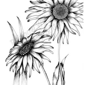 Black & White Sunflower Print