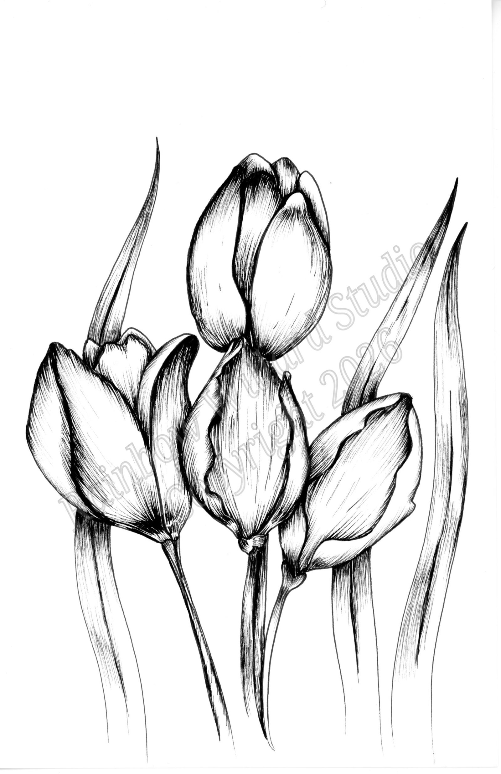 Black & White Tulips Print