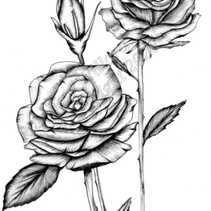 Black & White Rose Print