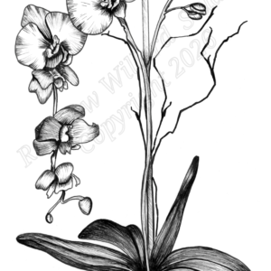 Black & White Orchid Print