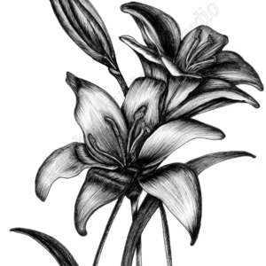 Black & White Lily Print
