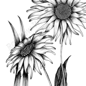 Black & White Sunflower Print