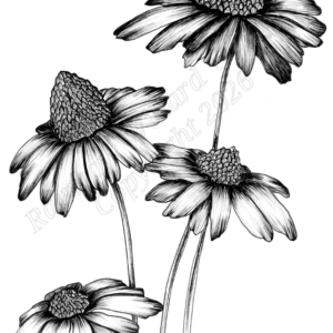 Black & White Echinacea Print